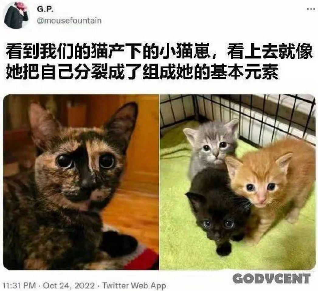 【一周趣图】你家里有猫猫吗？ - ACG17.COM