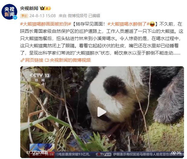 罕见！大熊猫“喝醉”画面被拍到-萌番资讯网