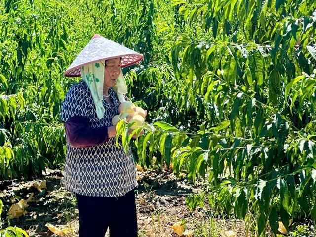 苹果还是桃？泖港地产“苹果桃”熟了-萌番资讯网