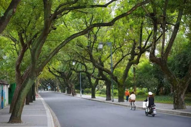 图片[1]-走，压马路去！中山这几条独具特色的道路，你都来过吗？-萌番资讯网