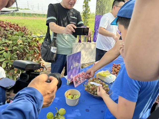 甜蜜交锋觅果魁！宝山这场葡萄争霸会热闹非凡-萌番资讯网