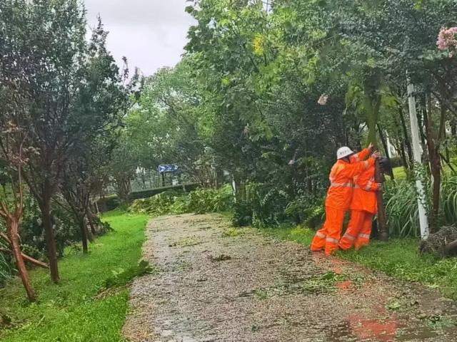 图片[6]-台风过后不松懈！青浦各街镇积极做好台风后恢复工作-萌番资讯网