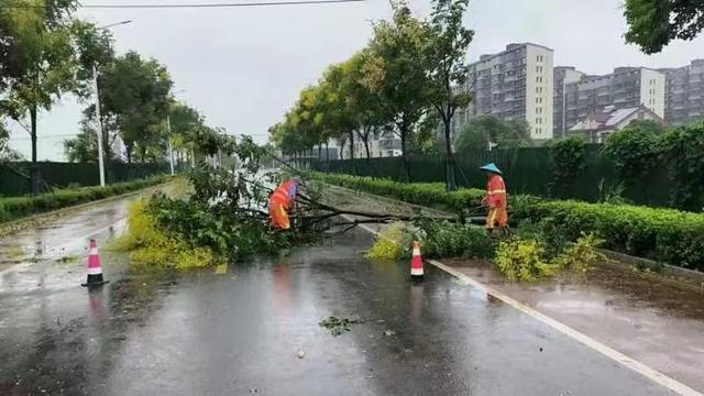 图片[14]-台风过后不松懈！青浦各街镇积极做好台风后恢复工作-萌番资讯网