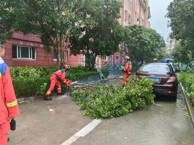 图片[21]-台风过后不松懈！青浦各街镇积极做好台风后恢复工作-萌番资讯网