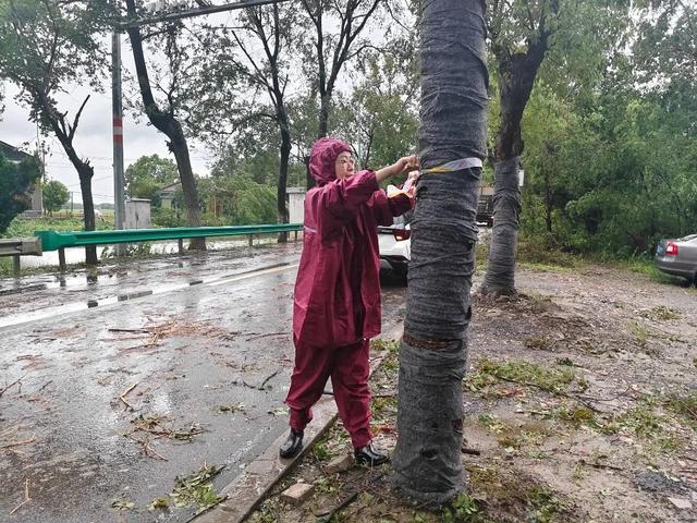 台风过后不松懈！青浦各街镇积极做好台风后恢复工作-萌番资讯网