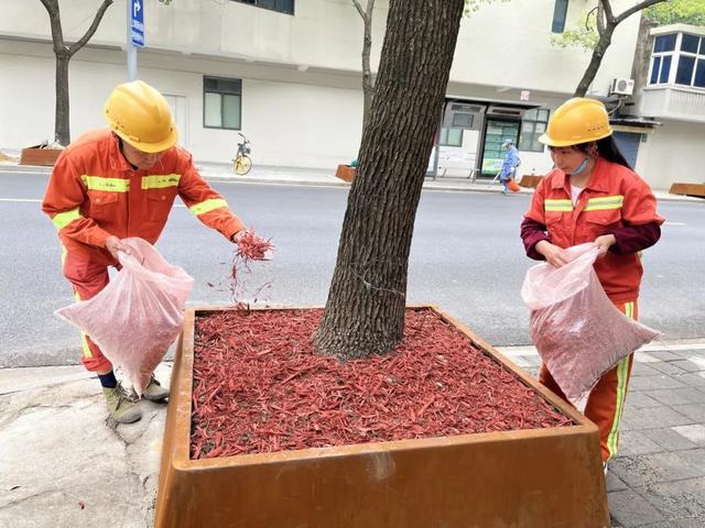 图片[6]-原地升级！运光路行道树喜提“新居”-萌番资讯网