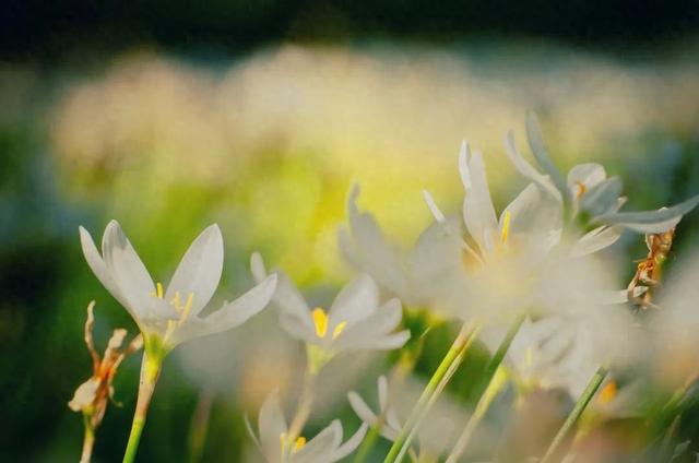 图片[1]-桂花、葱莲花……闵行这些公园的花都开了→-萌番资讯网