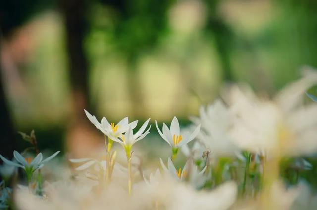 图片[3]-桂花、葱莲花……闵行这些公园的花都开了→-萌番资讯网