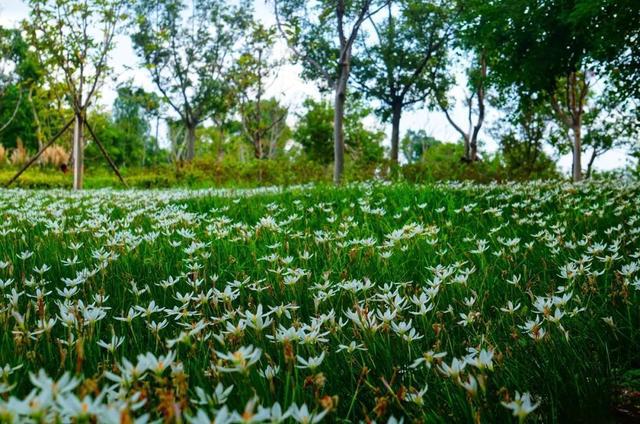 图片[6]-桂花、葱莲花……闵行这些公园的花都开了→-萌番资讯网