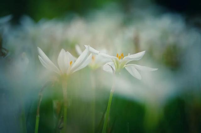 图片[7]-桂花、葱莲花……闵行这些公园的花都开了→-萌番资讯网