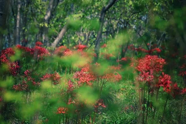 图片[10]-桂花、葱莲花……闵行这些公园的花都开了→-萌番资讯网