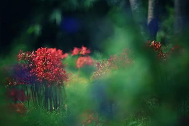 图片[11]-桂花、葱莲花……闵行这些公园的花都开了→-萌番资讯网