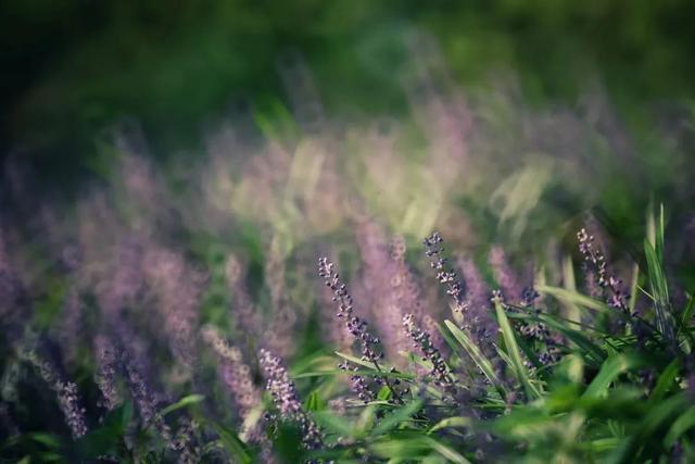 图片[16]-桂花、葱莲花……闵行这些公园的花都开了→-萌番资讯网