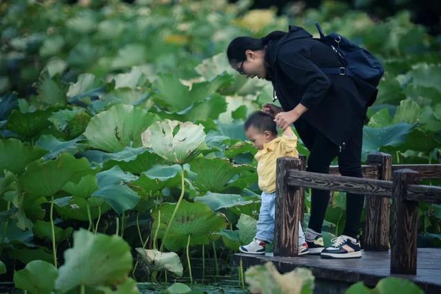 图片[17]-桂花、葱莲花……闵行这些公园的花都开了→-萌番资讯网