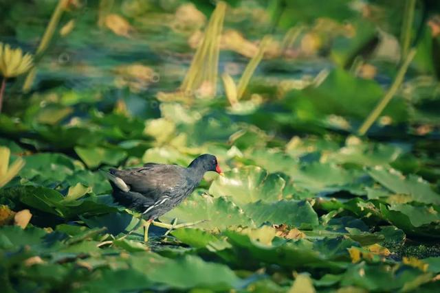 图片[18]-桂花、葱莲花……闵行这些公园的花都开了→-萌番资讯网