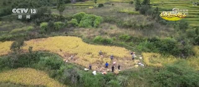 图片[3]-生态赋能高山梯田展新颜 “良田+美景”成农户增收新密码-萌番资讯网