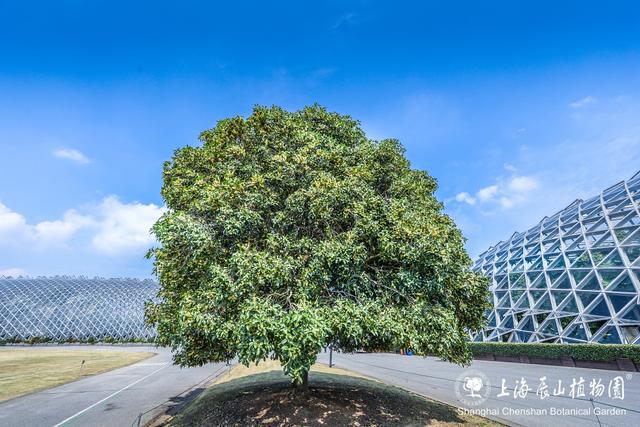 图片[25]-花香满园！这个秋天，来松江赏桂花吧-萌番资讯网