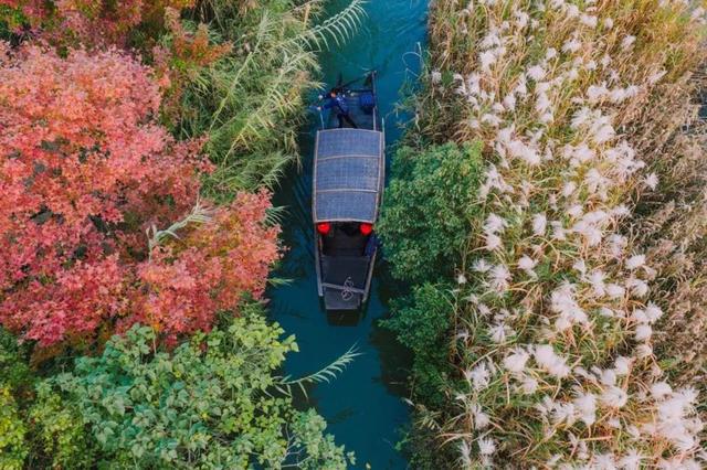 图片[4]-你和常熟几分熟？蟹肥芦花开，沙家浜邀你秋日见面-萌番资讯网