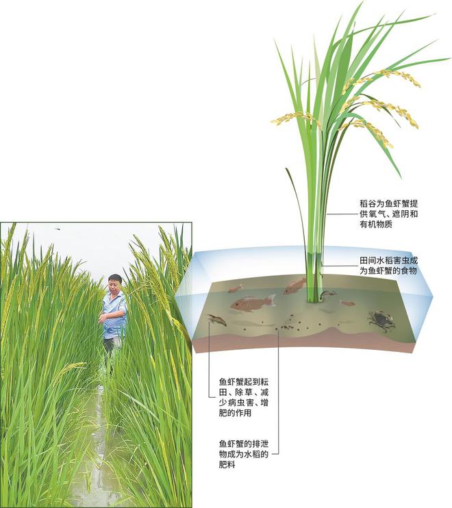 水稻比人还高 郫都区试验引种巨型稻28亩-欣猫博客