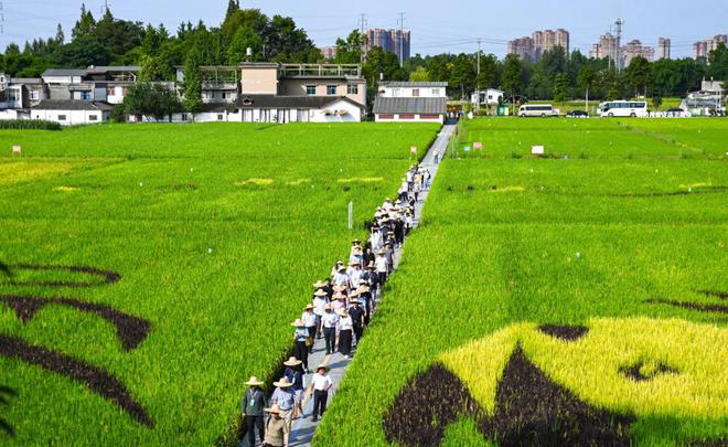 “两院”院士点赞！稻田里来了一群生物防治“特种兵”-欣猫博客