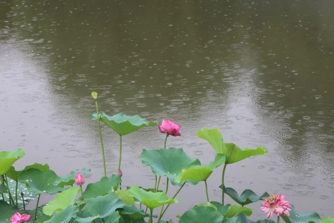 _荷香四溢，快来普陀这个公园打卡夏日味道吧！_荷香四溢，快来普陀这个公园打卡夏日味道吧！