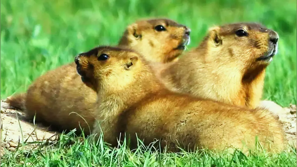 野生旱獭多少钱一斤__野生旱獭整张皮价格