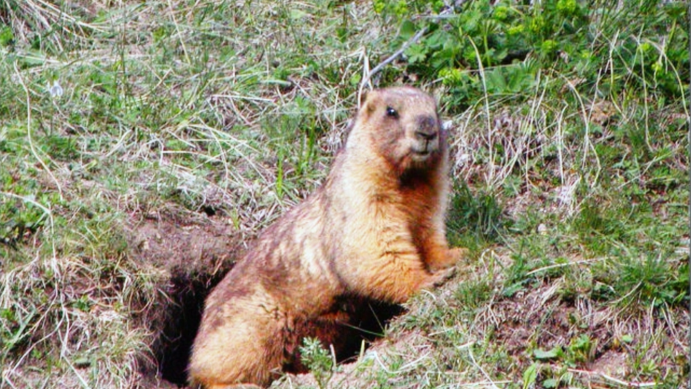 野生旱獭整张皮价格_野生旱獭多少钱一斤_