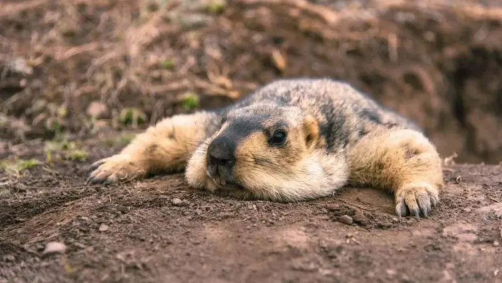 _野生旱獭多少钱一斤_野生旱獭整张皮价格