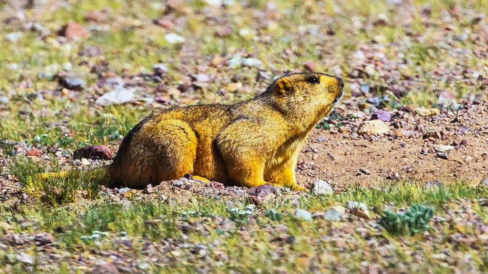 _野生旱獭多少钱一斤_野生旱獭整张皮价格