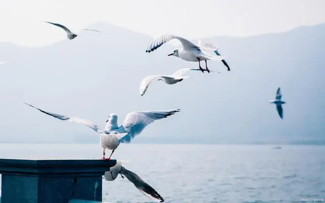 昆明海鸥最佳观赏地攻略集锦_昆明海鸥景点在哪_