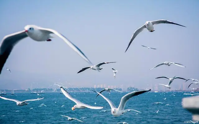 昆明海鸥景点在哪__昆明海鸥最佳观赏地攻略集锦