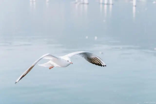 昆明海鸥景点在哪_昆明海鸥最佳观赏地攻略集锦_