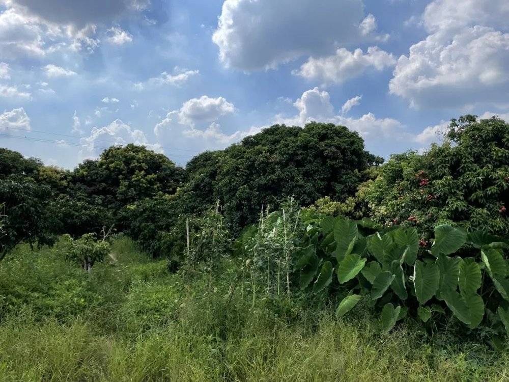 _最热夏天，最冷荔枝季，果农如何面对超级小年？_最热夏天，最冷荔枝季，果农如何面对超级小年？