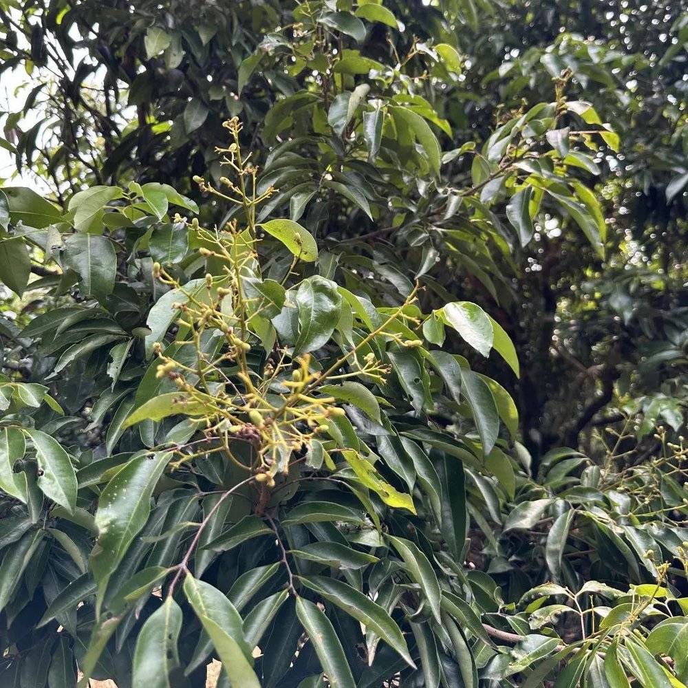 最热夏天，最冷荔枝季，果农如何面对超级小年？__最热夏天，最冷荔枝季，果农如何面对超级小年？