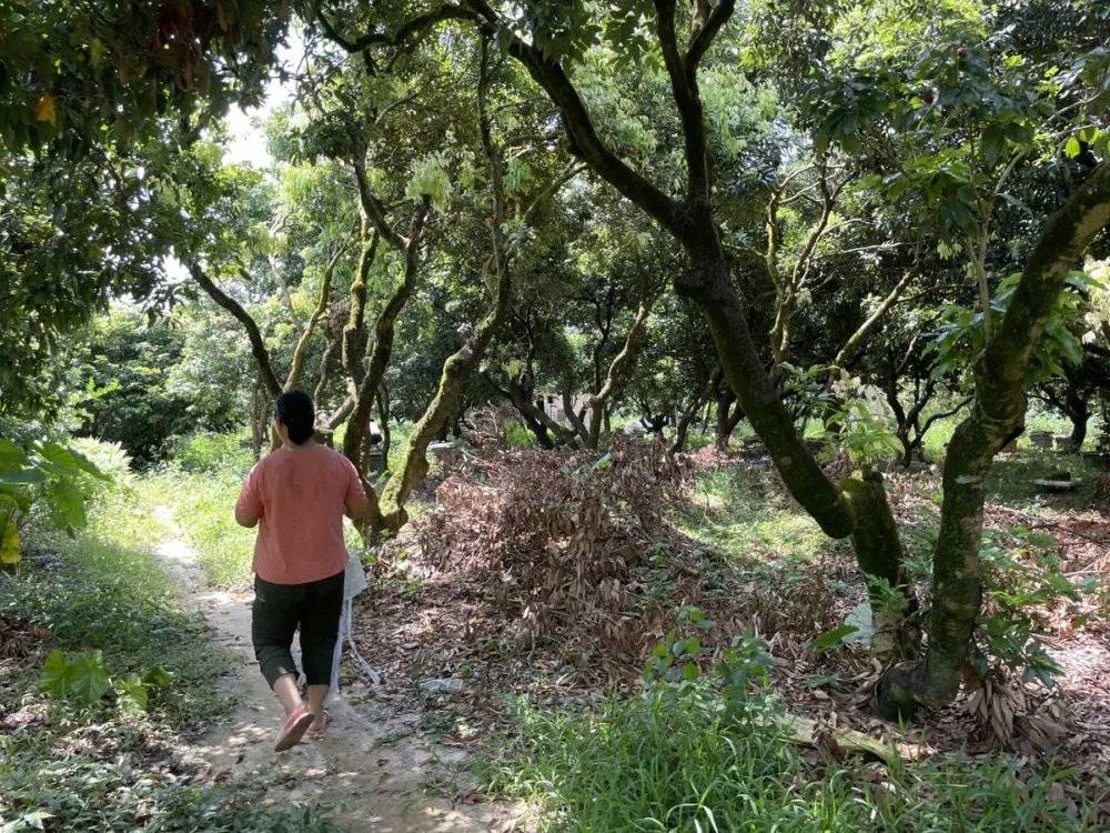 最热夏天，最冷荔枝季，果农如何面对超级小年？_最热夏天，最冷荔枝季，果农如何面对超级小年？_