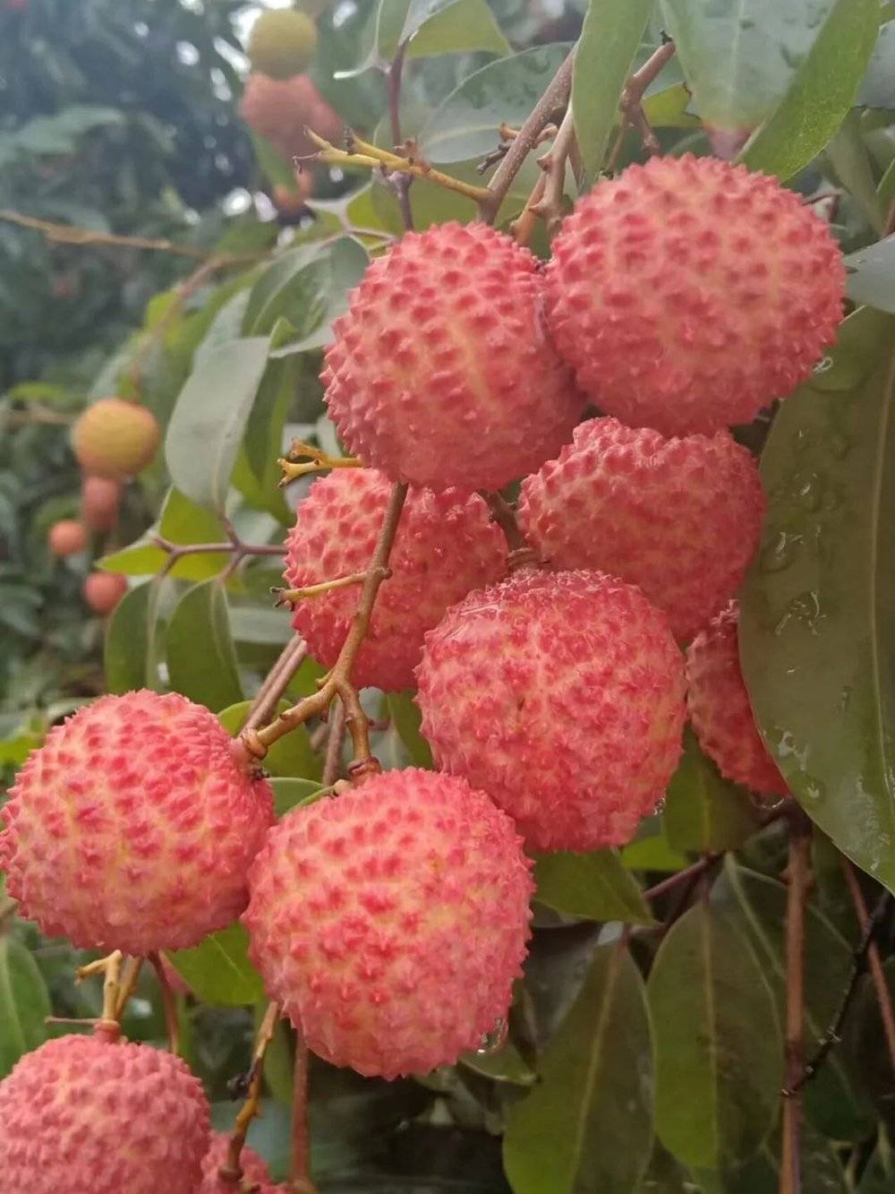 _最热夏天，最冷荔枝季，果农如何面对超级小年？_最热夏天，最冷荔枝季，果农如何面对超级小年？