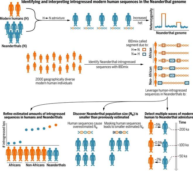 我国科学家为“尼安德特人被现代人所同化”提供有力遗传学证据_我国科学家为“尼安德特人被现代人所同化”提供有力遗传学证据_