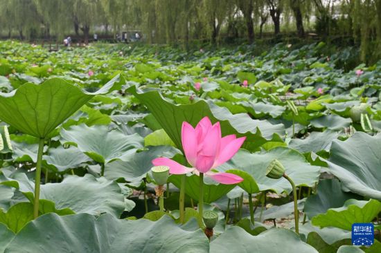 白洋淀赏荷花__白洋淀荷塘家宴在哪里